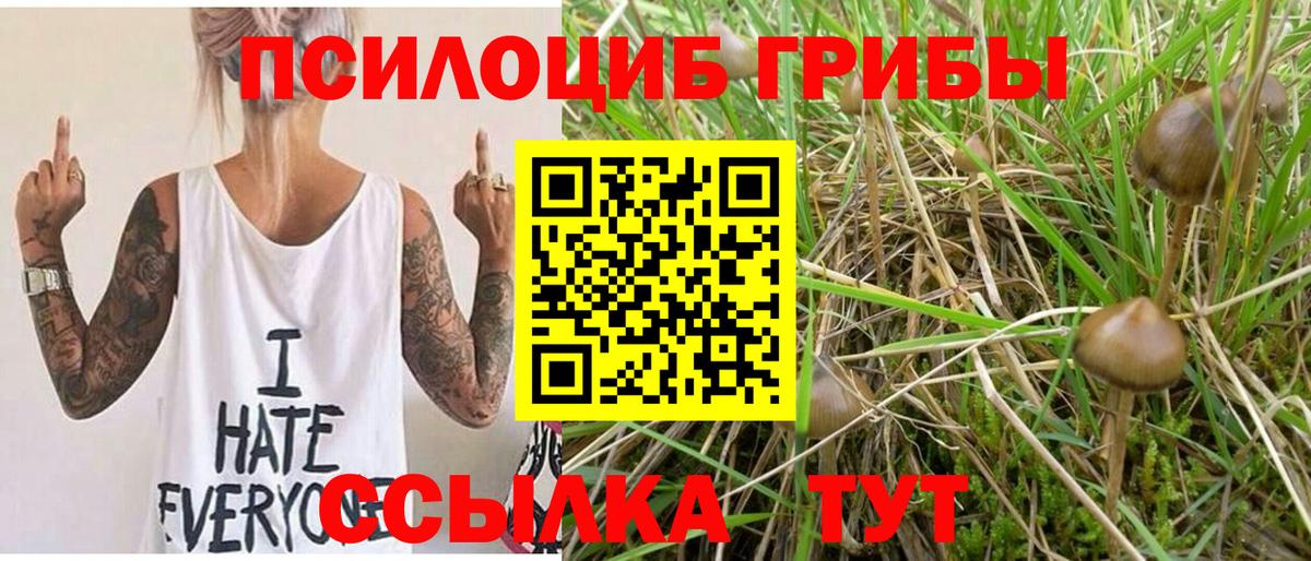Псилоцибиновые грибы Psilocybine cubensis Россошь